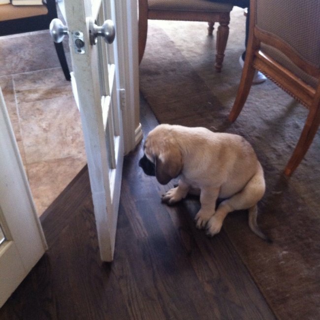 15-hilarious-photos-proving-that-our-pets-are-adorable-weirdos-11