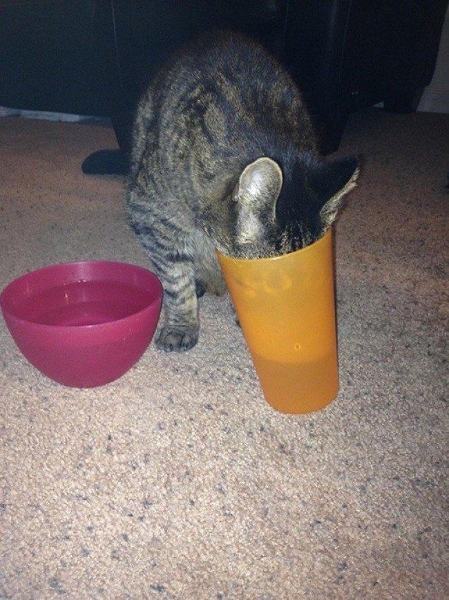 15-hilarious-photos-proving-that-our-pets-are-adorable-weirdos-12
