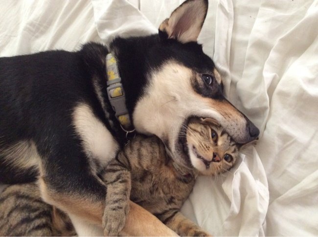 15-hilarious-photos-proving-that-our-pets-are-adorable-weirdos-13
