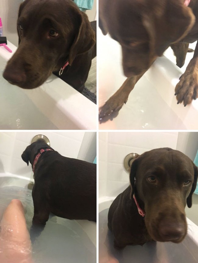 15-hilarious-photos-proving-that-our-pets-are-adorable-weirdos-14
