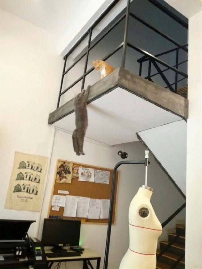 15-hilarious-photos-proving-that-our-pets-are-adorable-weirdos-15