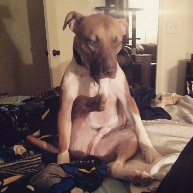 15-hilarious-photos-proving-that-our-pets-are-adorable-weirdos-17