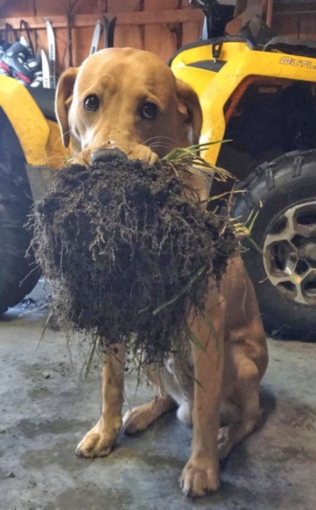 15-hilarious-photos-proving-that-our-pets-are-adorable-weirdos-18