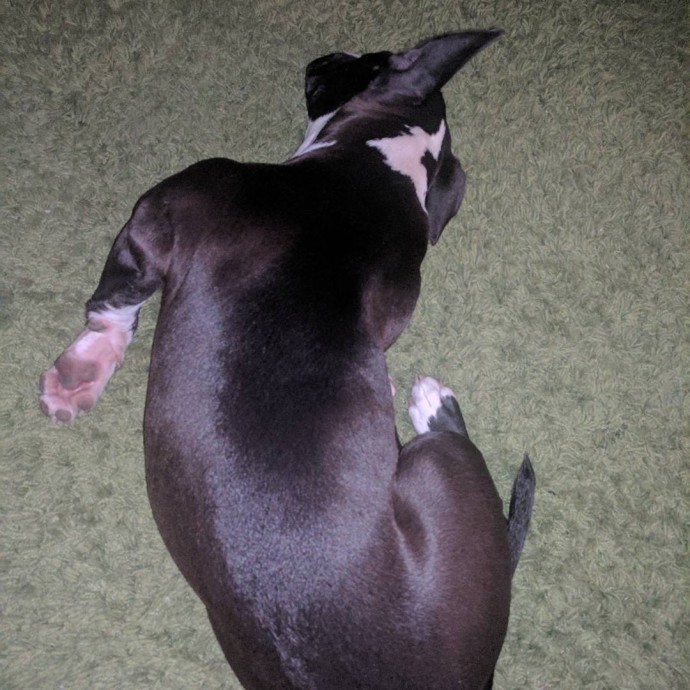 15-hilarious-photos-proving-that-our-pets-are-adorable-weirdos-19