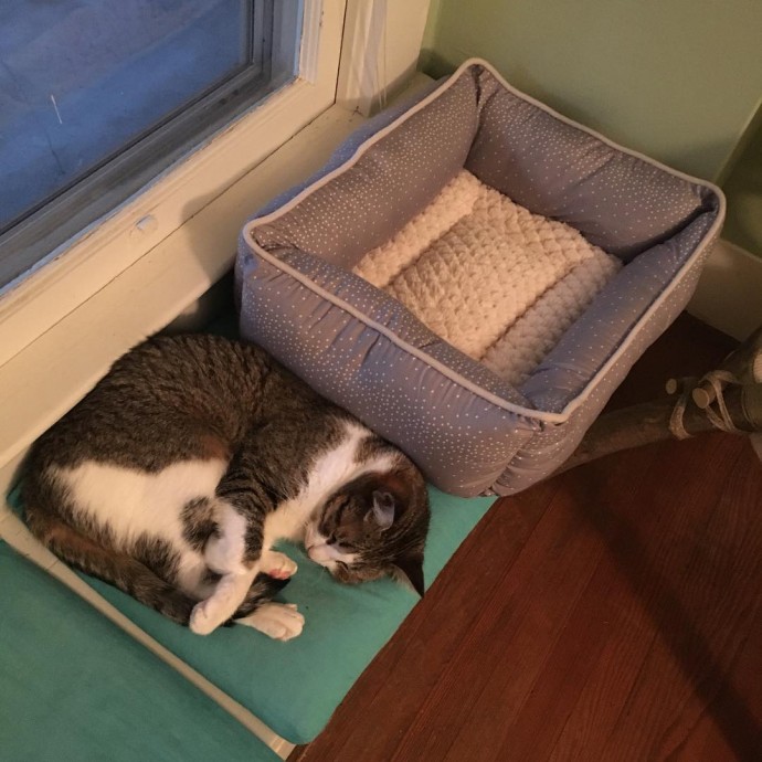 15-hilarious-photos-proving-that-our-pets-are-adorable-weirdos-20