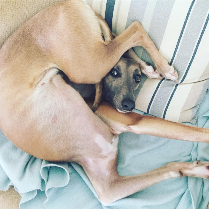 15-hilarious-photos-proving-that-our-pets-are-adorable-weirdos-21