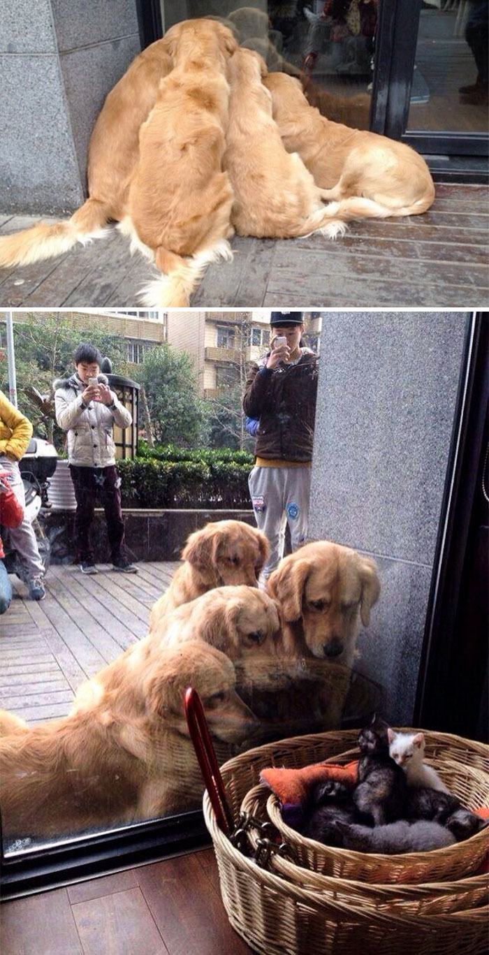 15-photos-proving-that-retrievers-are-the-best-dogs-ever-01