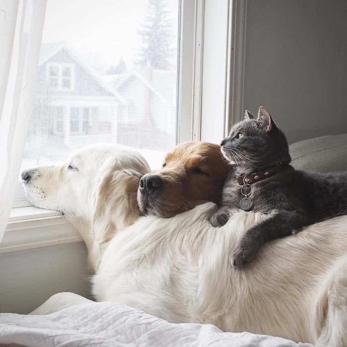 15-photos-proving-that-retrievers-are-the-best-dogs-ever-02
