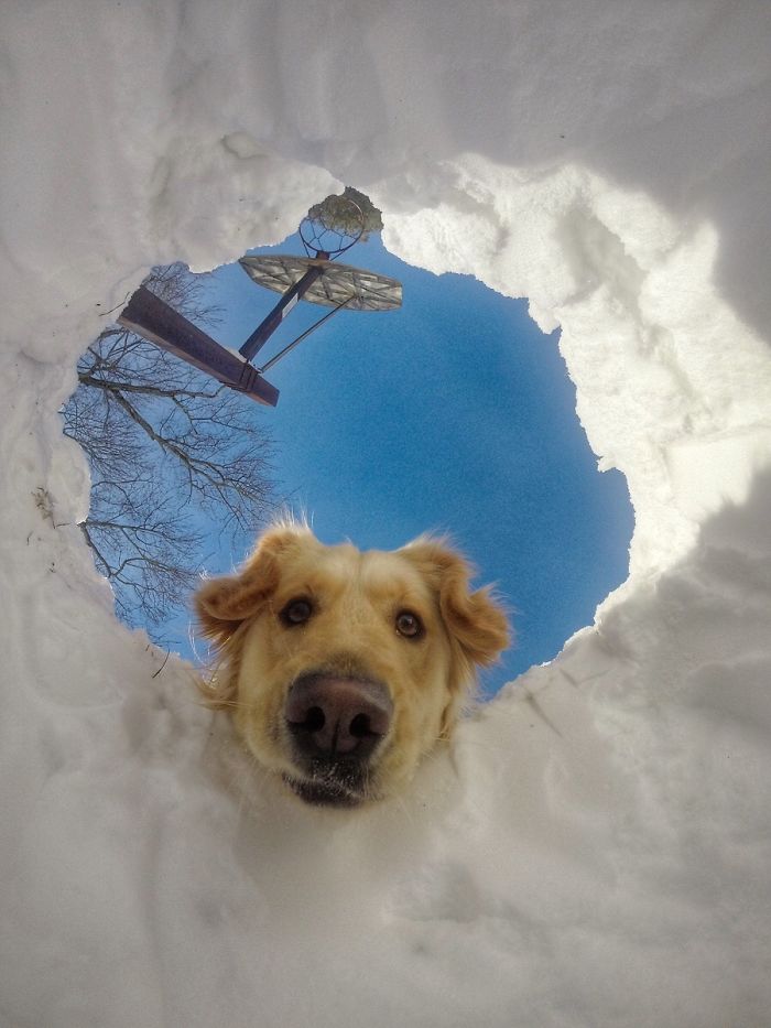 15-photos-proving-that-retrievers-are-the-best-dogs-ever-03