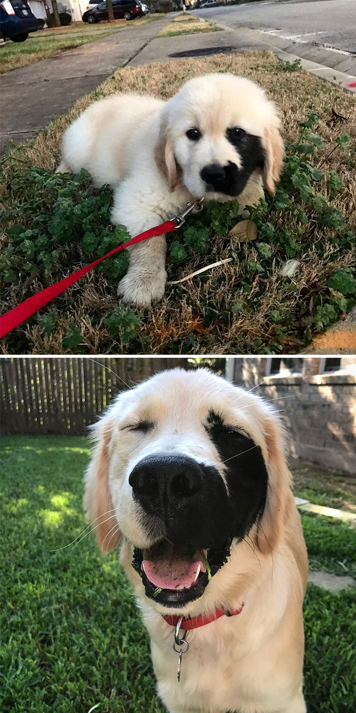 15-photos-proving-that-retrievers-are-the-best-dogs-ever-05