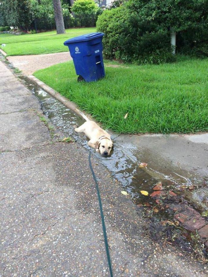 15-photos-proving-that-retrievers-are-the-best-dogs-ever-06