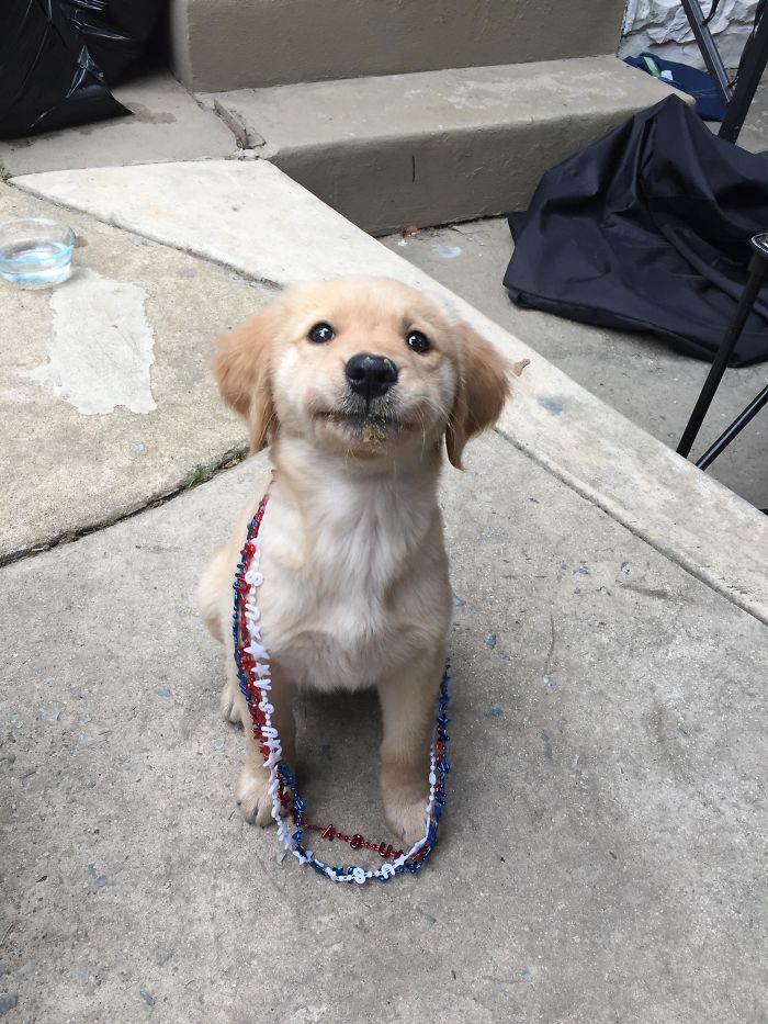 15-photos-proving-that-retrievers-are-the-best-dogs-ever-07