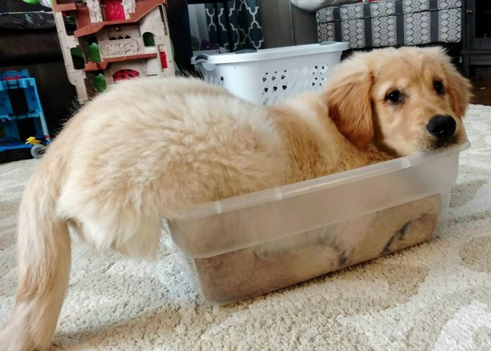 15-photos-proving-that-retrievers-are-the-best-dogs-ever-09