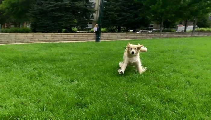 15-photos-proving-that-retrievers-are-the-best-dogs-ever-11