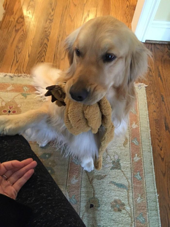 15-photos-proving-that-retrievers-are-the-best-dogs-ever-14