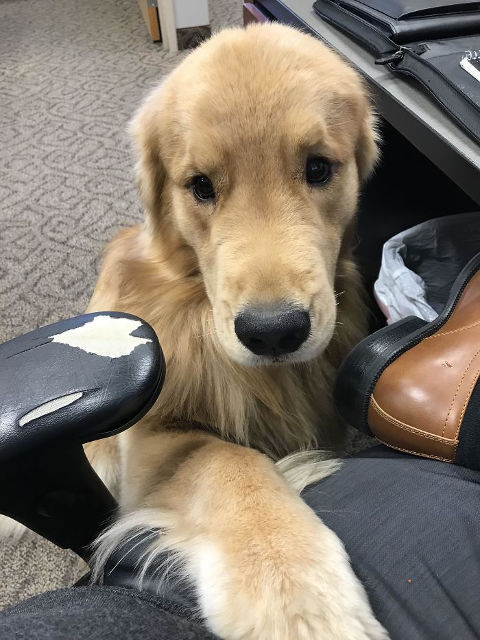 15-photos-proving-that-retrievers-are-the-best-dogs-ever-15