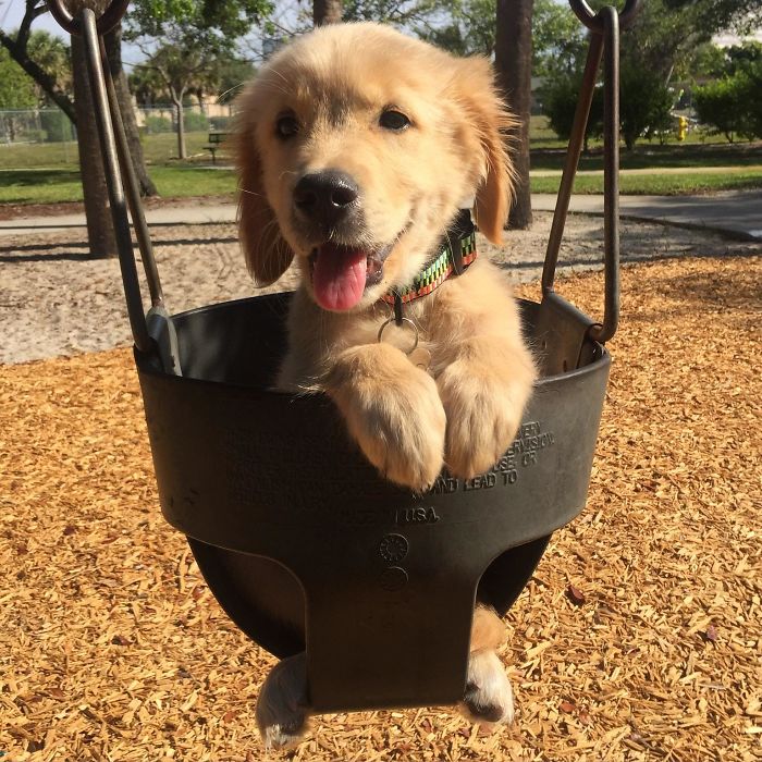 15-photos-proving-that-retrievers-are-the-best-dogs-ever-24