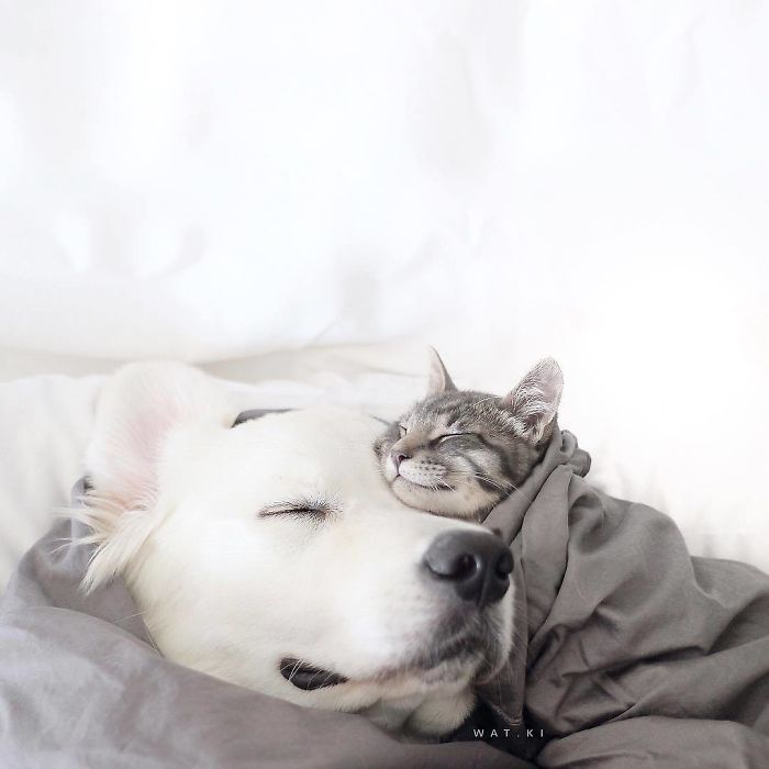 15-photos-proving-that-retrievers-are-the-best-dogs-ever-27