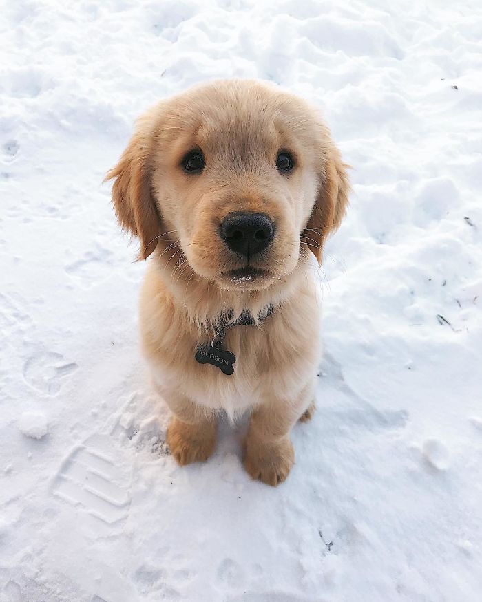 15-photos-proving-that-retrievers-are-the-best-dogs-ever-28