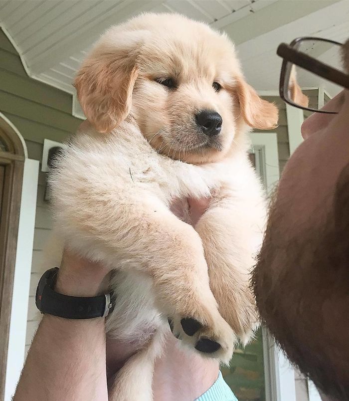 15-photos-proving-that-retrievers-are-the-best-dogs-ever-31