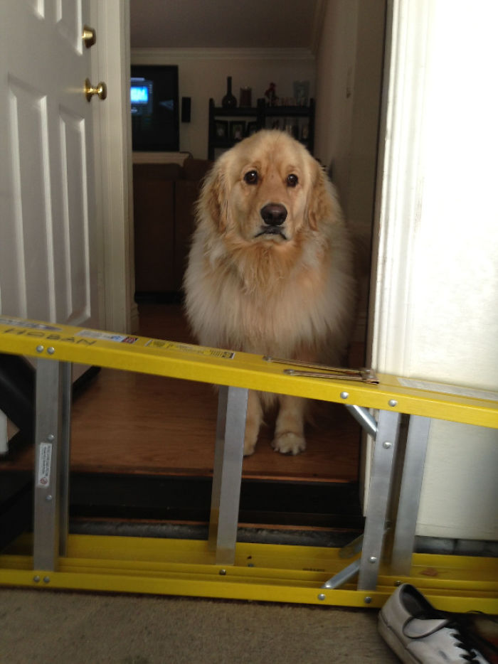 15-photos-proving-that-retrievers-are-the-best-dogs-ever-32