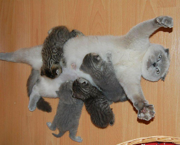 via: boredpanda.com