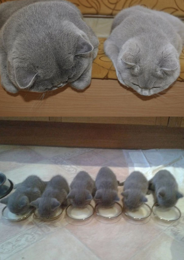 16 Animal Pictures That Perfectly Depicts What It's Like To Be A Parent. #9 Is The Best Ever.