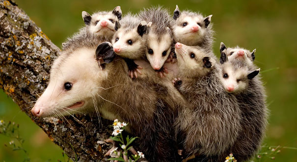 16 Animal Pictures That Perfectly Depicts What It's Like To Be A Parent. #9 Is The Best Ever.
