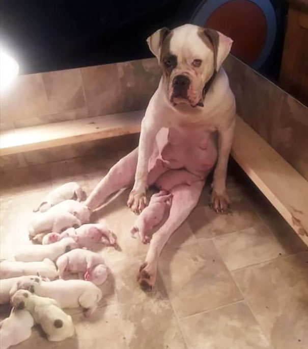 16 Animal Pictures That Perfectly Depicts What It's Like To Be A Parent. #9 Is The Best Ever.