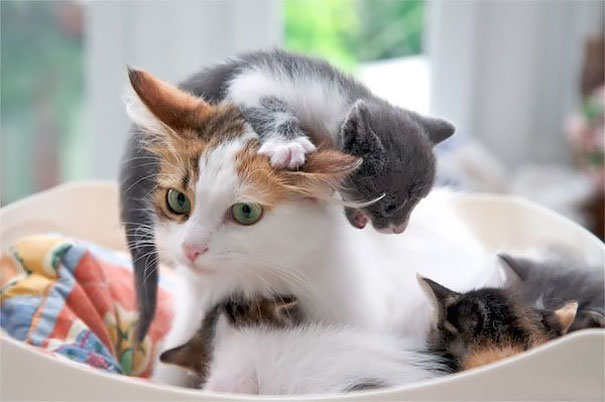16 Animal Pictures That Perfectly Depicts What It's Like To Be A Parent. #9 Is The Best Ever.
