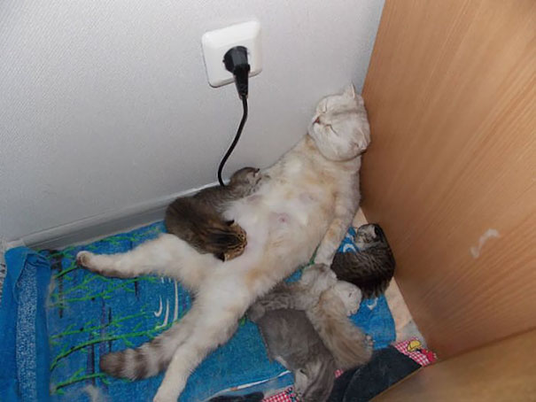 16 Animal Pictures That Perfectly Depicts What It's Like To Be A Parent. #9 Is The Best Ever.