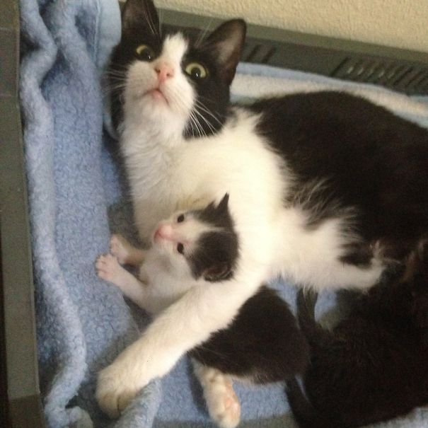 16 Animal Pictures That Perfectly Depicts What It's Like To Be A Parent. #9 Is The Best Ever.
