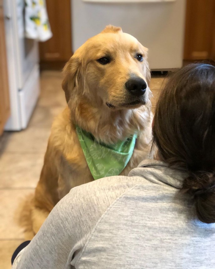 meet-stanley-the-golden-retriever-born-with-a-cute-tiny-mohawk-02