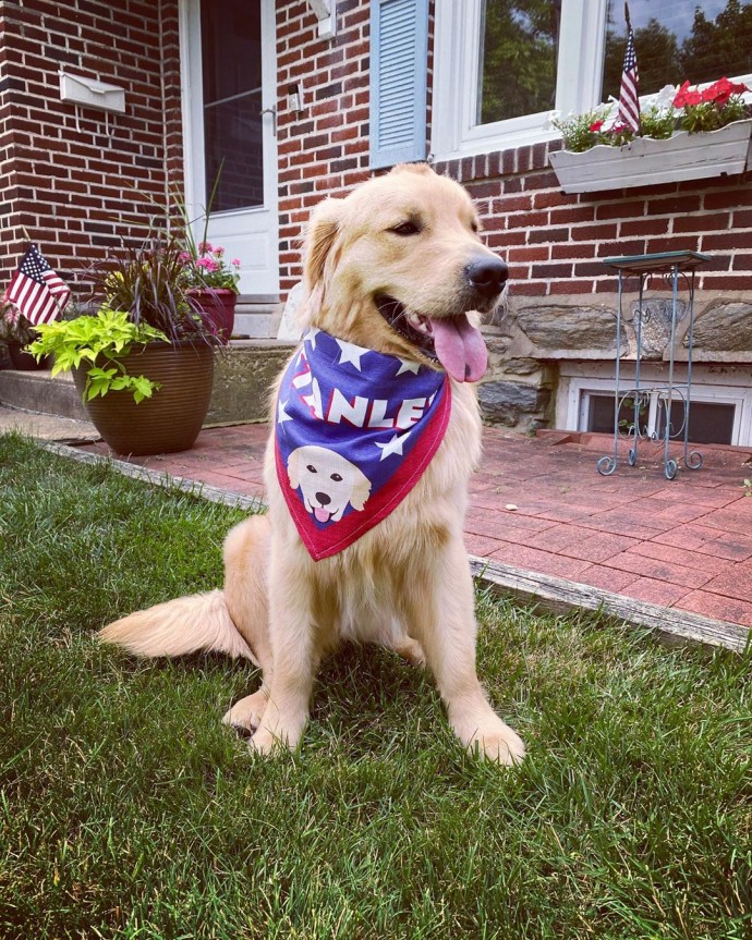 meet-stanley-the-golden-retriever-born-with-a-cute-tiny-mohawk-05