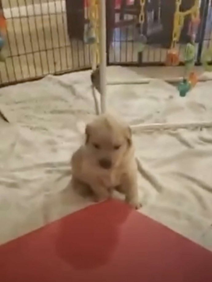 meet-stanley-the-golden-retriever-born-with-a-cute-tiny-mohawk-06