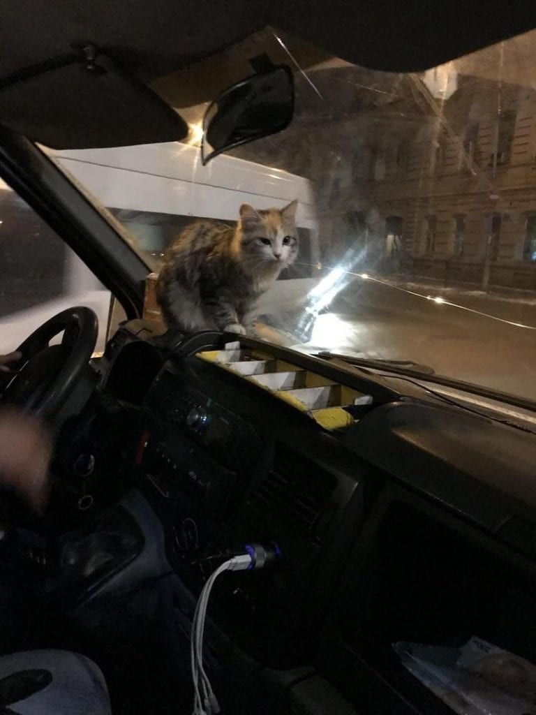 Измръзналата котка скочи в микробуса. Шофьорът се държеше мъжки.