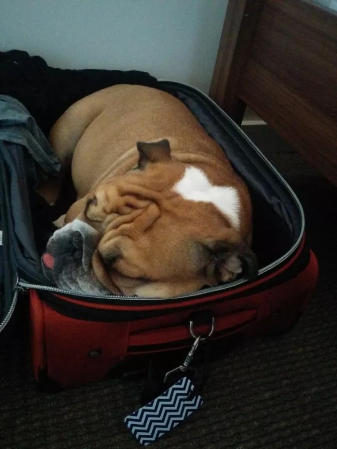 20-reasons-why-you-should-be-thankful-to-have-a-dog-02