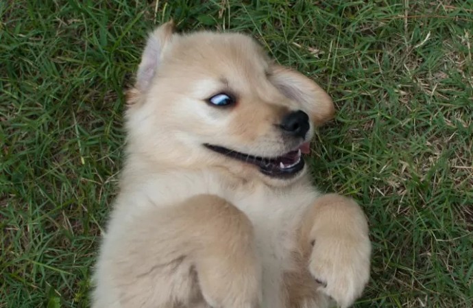 20-reasons-why-you-should-be-thankful-to-have-a-dog-09
