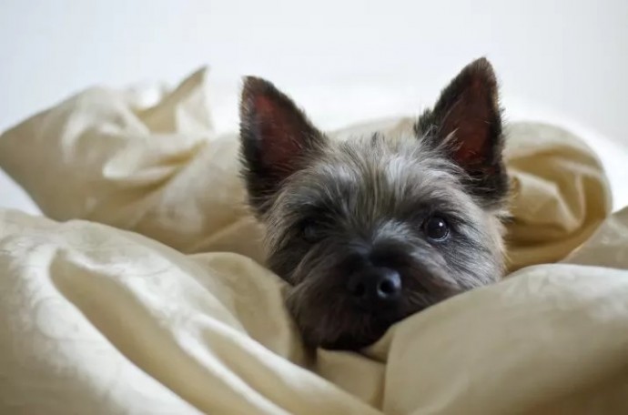 20-reasons-why-you-should-be-thankful-to-have-a-dog-12