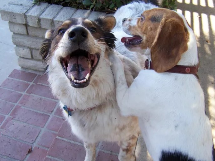 20-reasons-why-you-should-be-thankful-to-have-a-dog-14