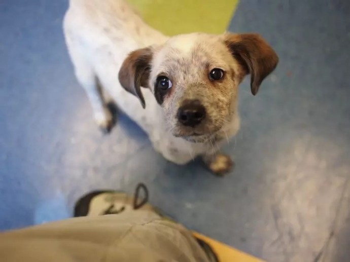 20-reasons-why-you-should-be-thankful-to-have-a-dog-16