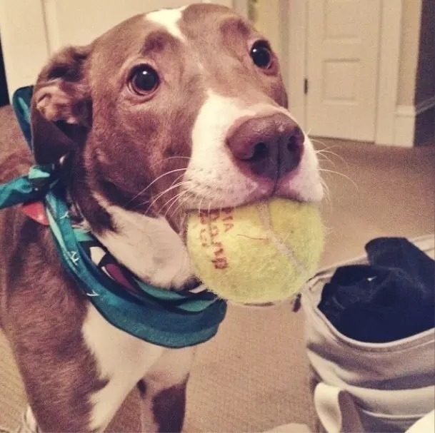 20-reasons-why-you-should-be-thankful-to-have-a-dog-17