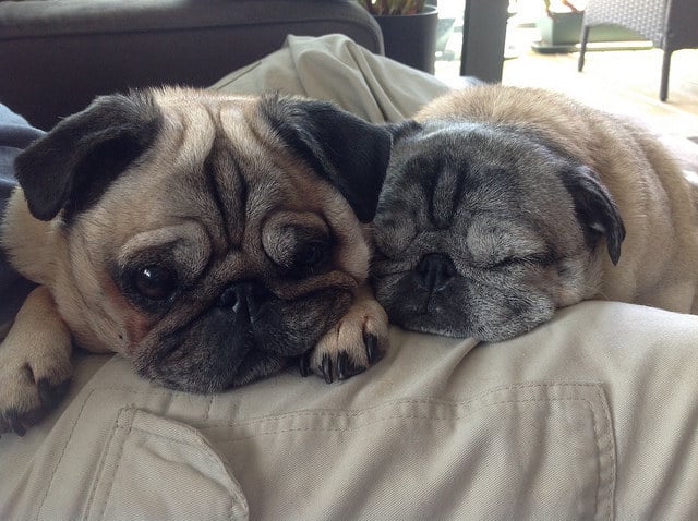 20-reasons-why-you-should-be-thankful-to-have-a-dog-19