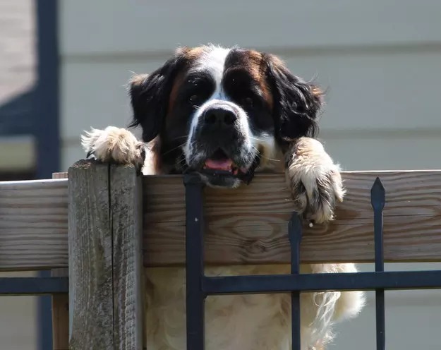 20-reasons-why-you-should-be-thankful-to-have-a-dog-20