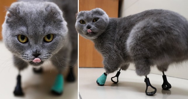 Dymka seekor kucing dengan 4 kaki bionik.