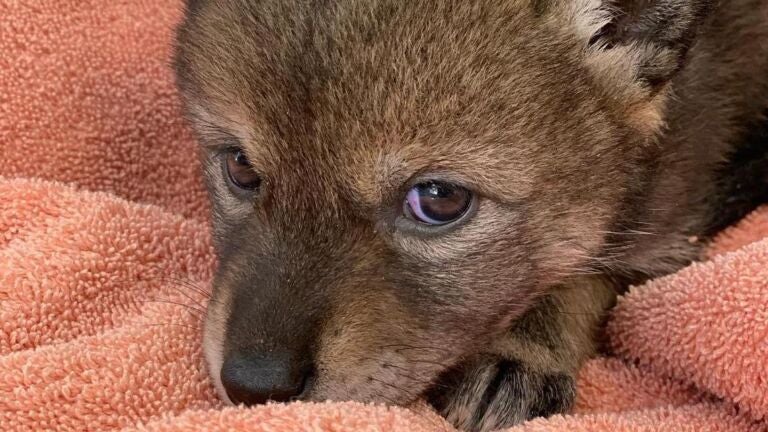 A local family took home a baby coyote they mistook for a lost puppy.