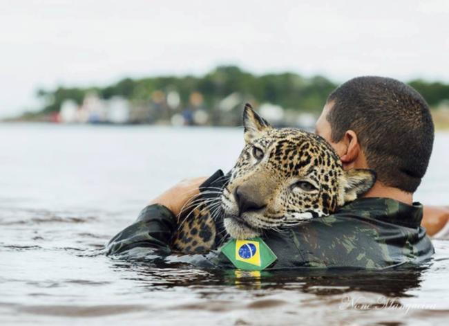 In this May 2016 photo provided by None Mangueira, a Brazilian army soldier swims in the Negro River holding Jiquitaia, a 2-year-old jaguar that was adopted by the military command of the Amazon, in Manaos, Brazil, where the Negro converges with the Solimoes, forming the Amazon river.