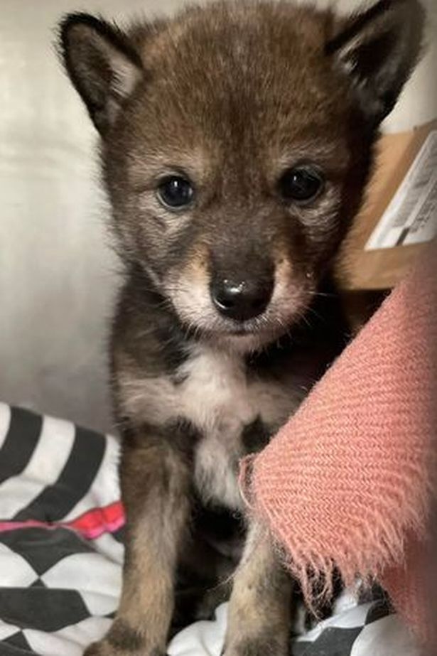 Kind family rescue 'distressed, abandoned puppy' - then realise it's not a dog - Daily Record