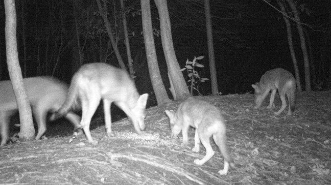 Coyote sightings prompt reminders for ENC community | WCTI