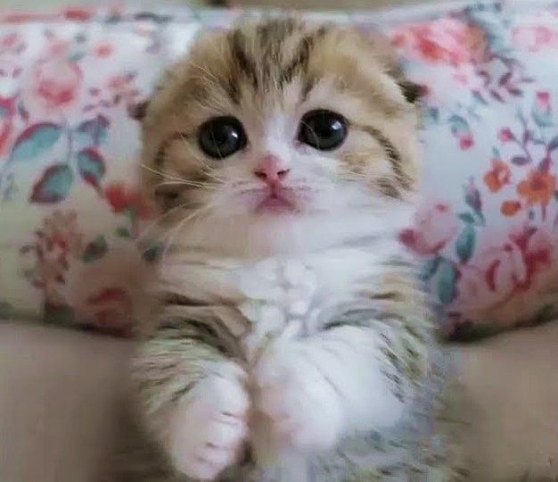 Pin on CATS KITTENS KITTIES